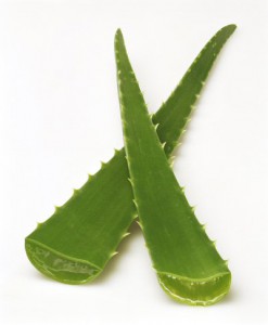 aloe-vera-spears-w_nc